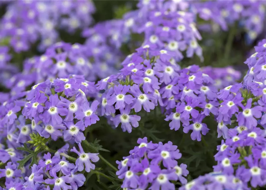 Verbena Hybride