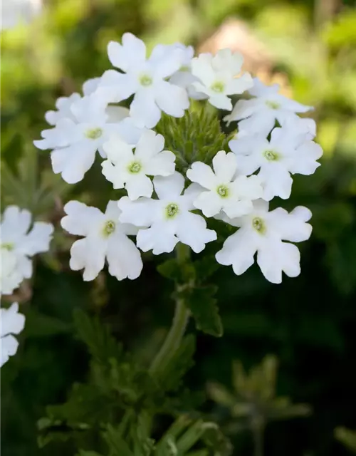 Verbena Hybride