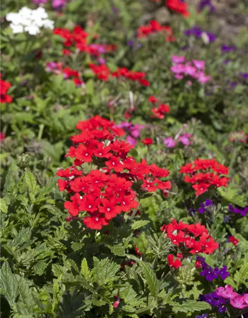 Verbena Hybride