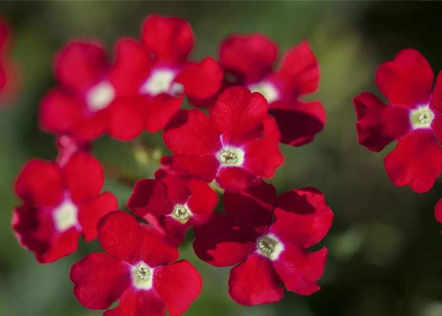 Verbena Hybride