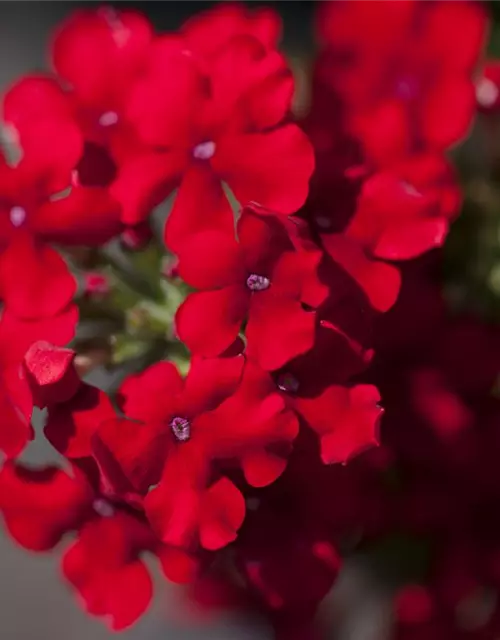 Verbena Hybride