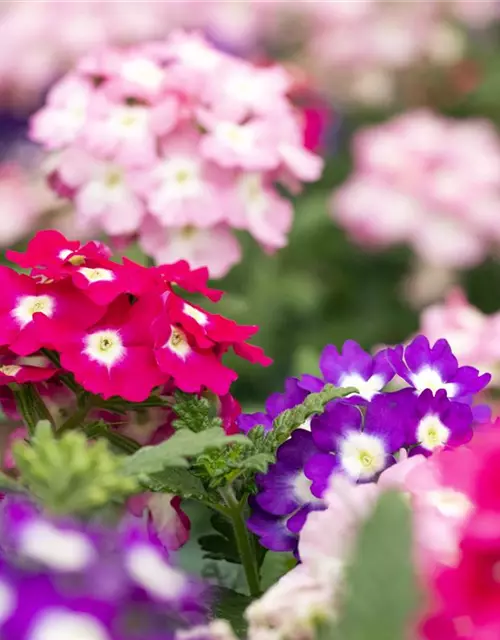 Verbena 'Trixi'®