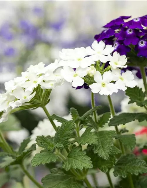 Verbena 'Trixi'®