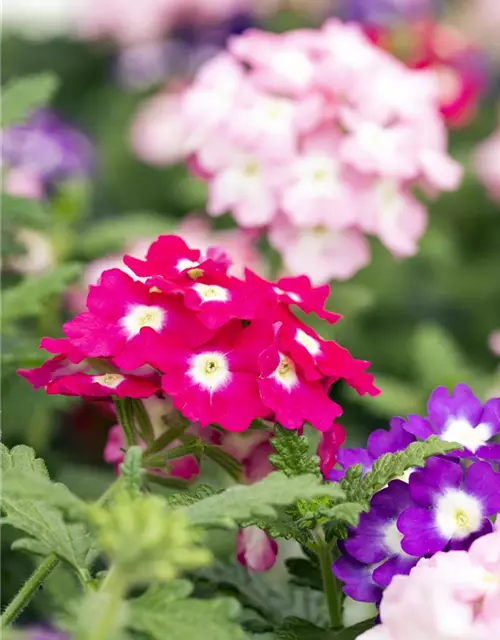 Verbena 'Trixi'®