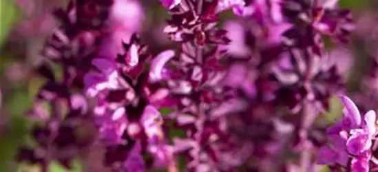 Salvia nemorosa, rot