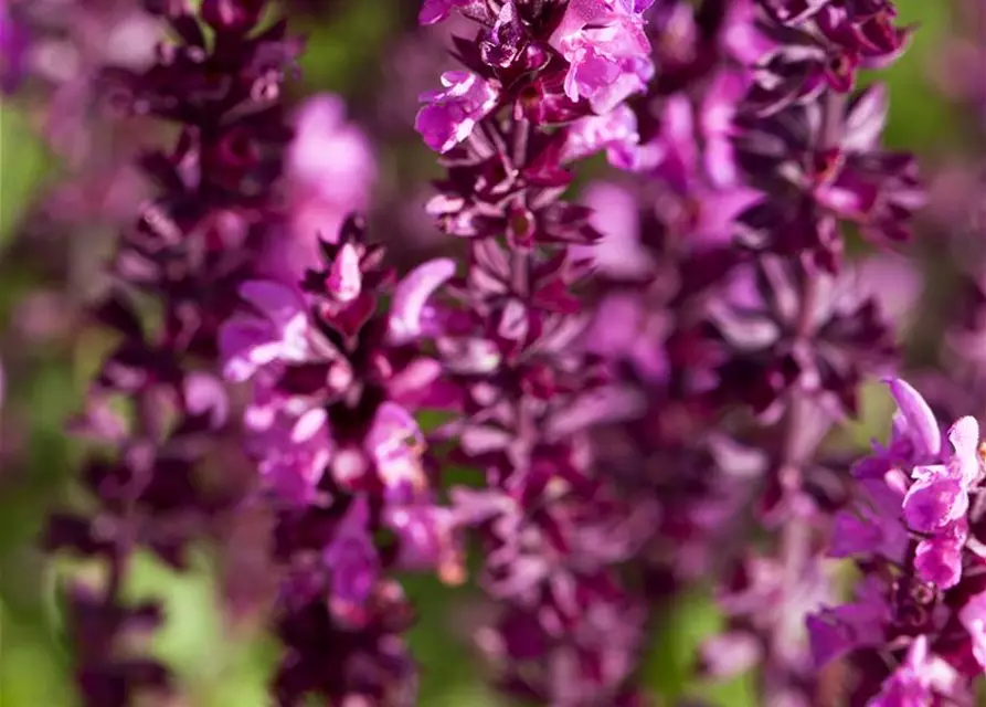 Salvia nemorosa, rot