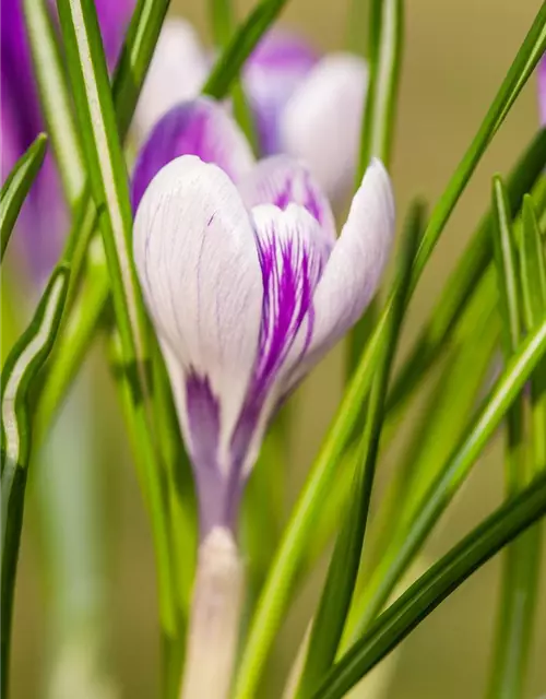 Krokus 'King of striped' gestreift, 9 cm Top