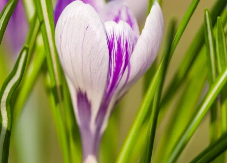 Krokus 'King of striped' gestreift, 9 cm Top