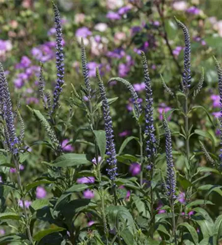 Veronica spicata