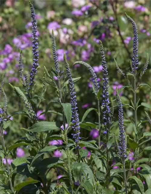 Veronica spicata