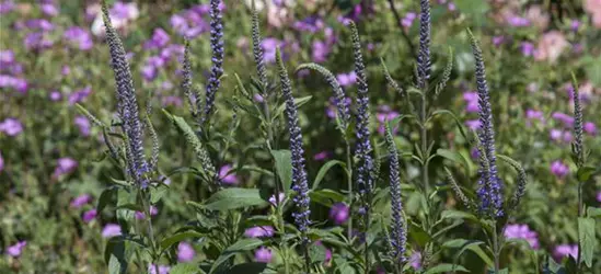 Veronica spicata