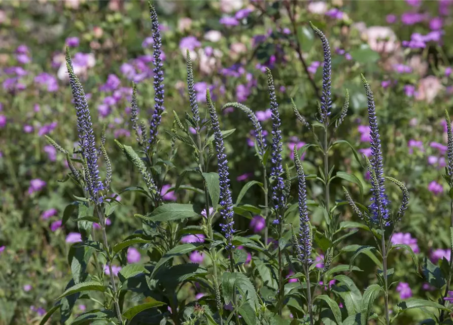 Veronica spicata