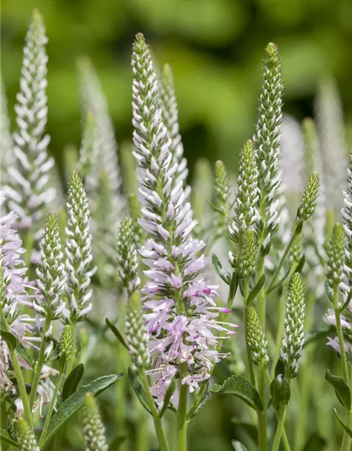 Veronica spicata