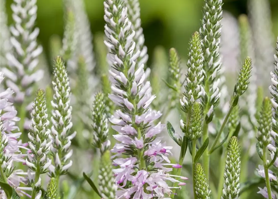 Veronica spicata