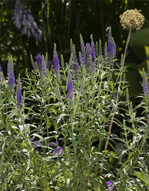 Veronica spicata