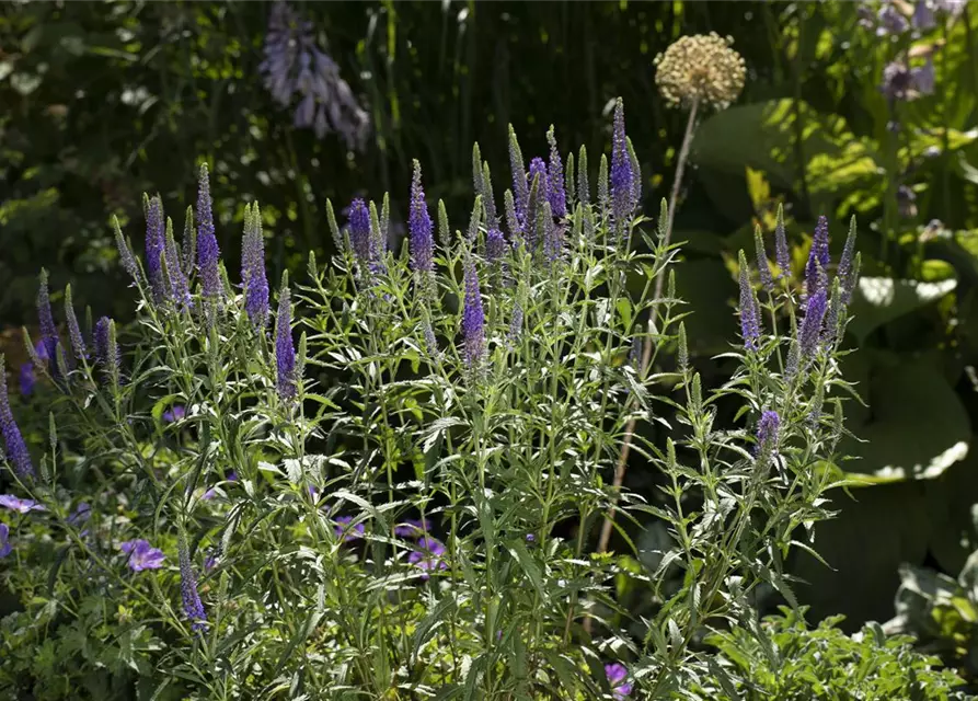 Veronica spicata