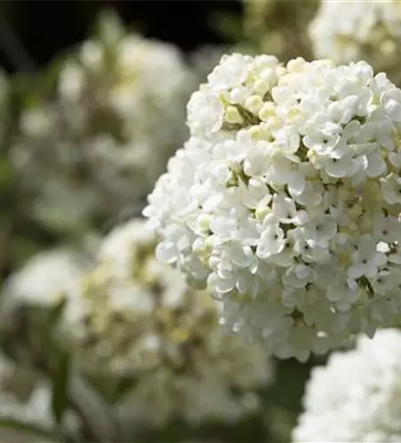 Viburnum 'Eskimo'