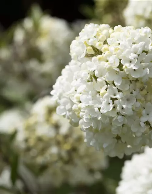 Viburnum 'Eskimo'