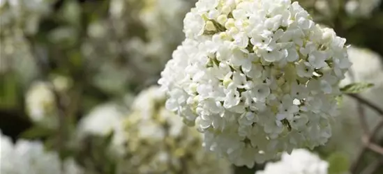 Viburnum 'Eskimo'