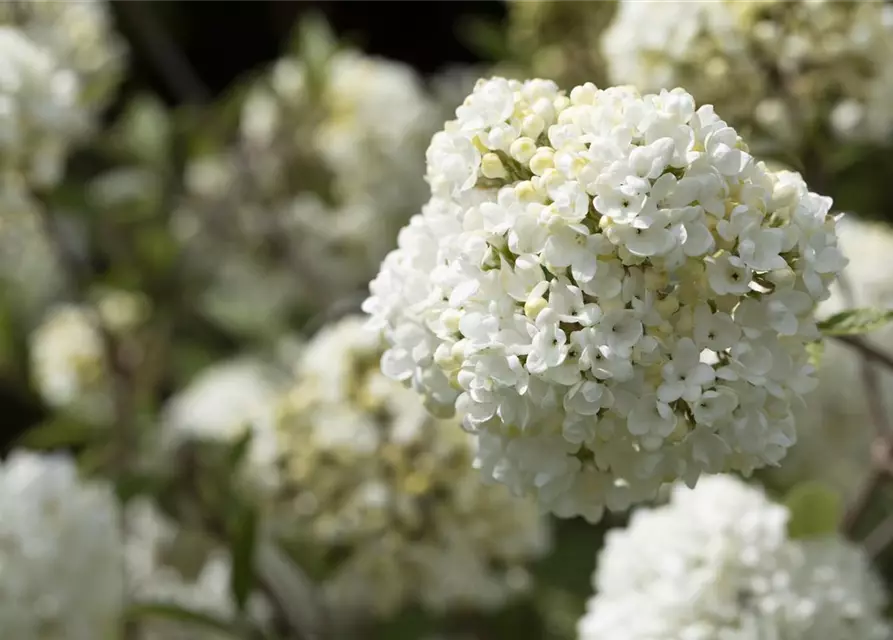 Viburnum 'Eskimo'