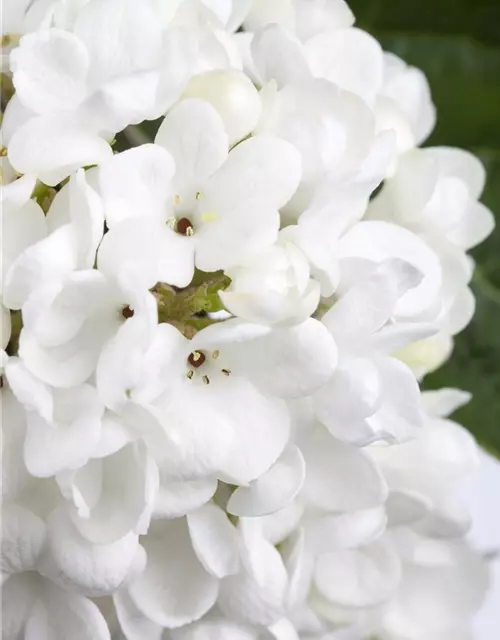 Viburnum 'Eskimo'