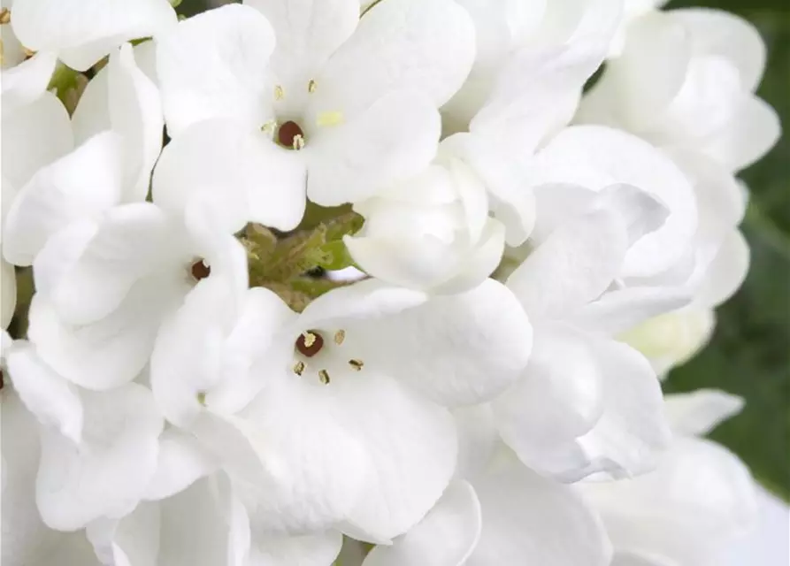 Viburnum 'Eskimo'