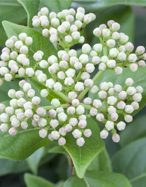 Viburnum 'Eskimo'