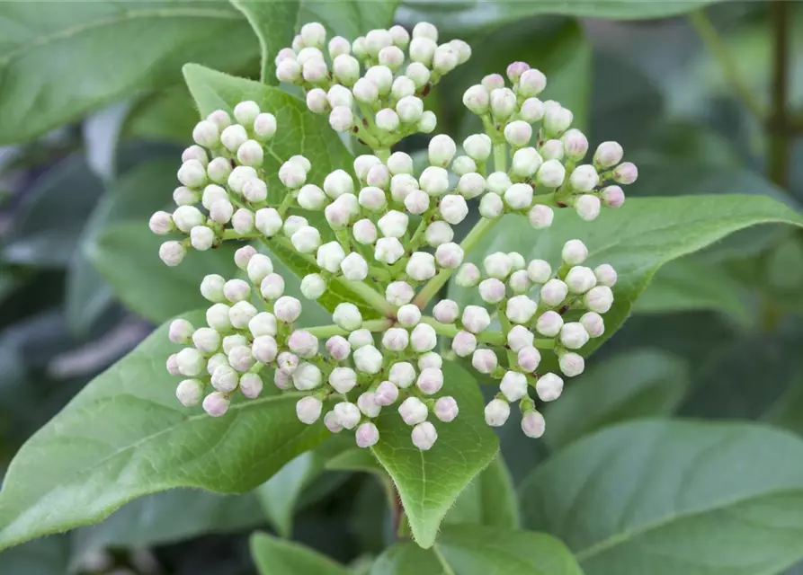 Viburnum 'Eskimo'