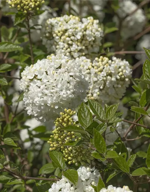 Viburnum 'Eskimo'