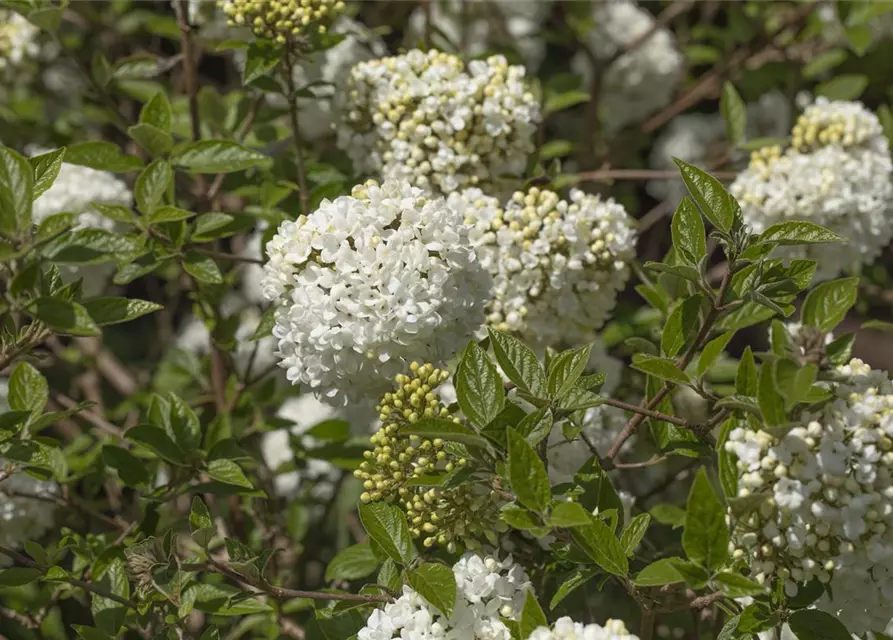 Viburnum 'Eskimo'