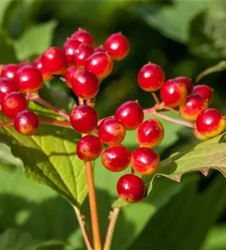 Viburnum opulus