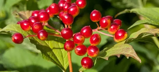 Viburnum opulus