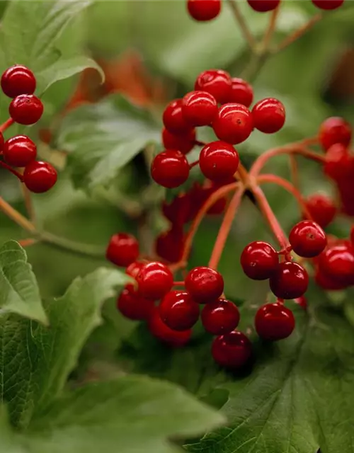 Viburnum opulus