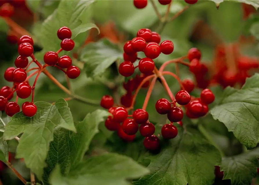 Viburnum opulus