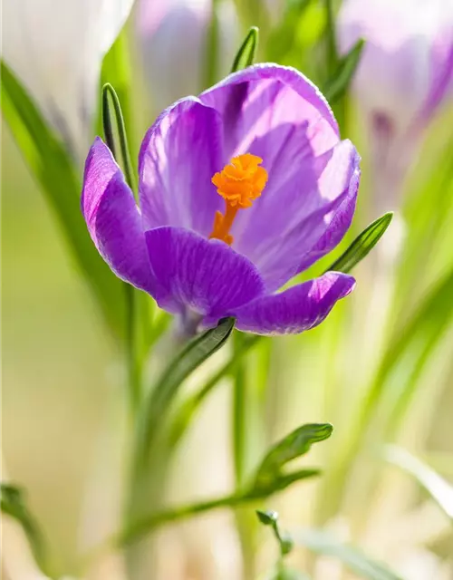 Krokus 'King of striped' gestreift, 9 cm Top