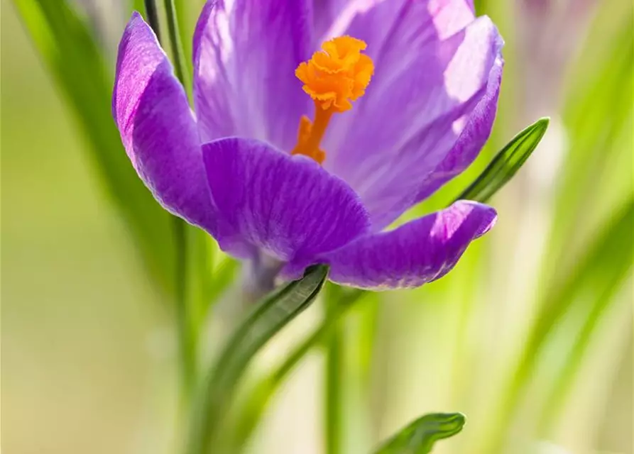 Krokus 'King of striped' gestreift, 9 cm Top