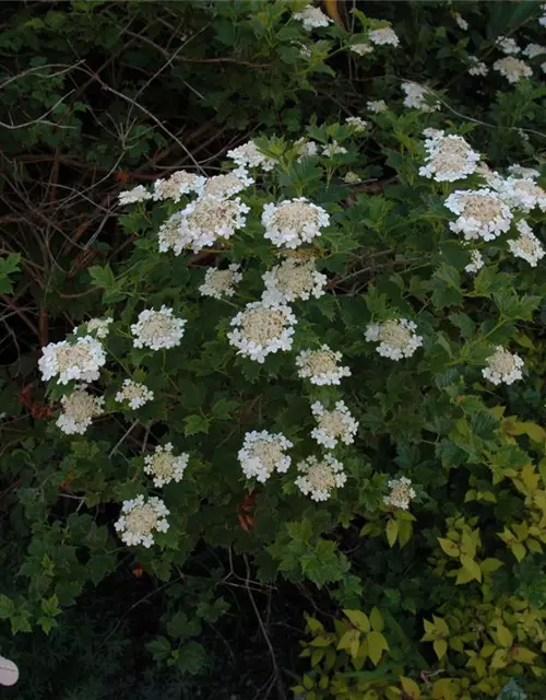 Viburnum opulus