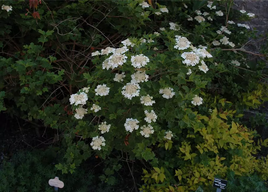 Viburnum opulus