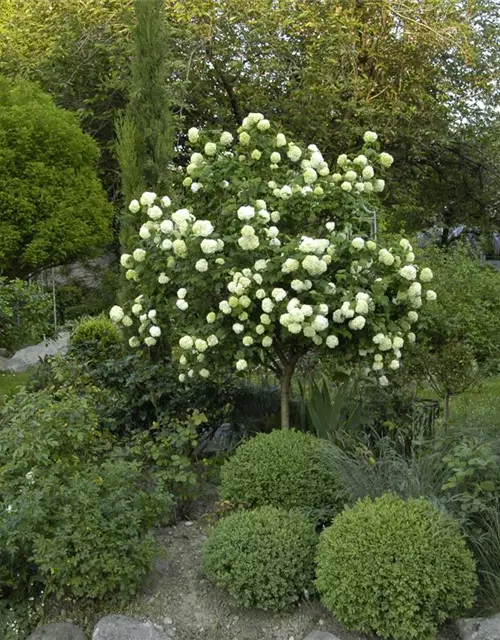 Viburnum opulus