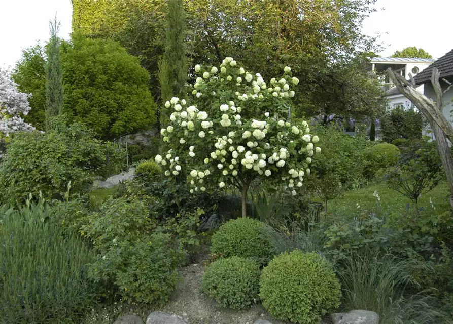 Viburnum opulus