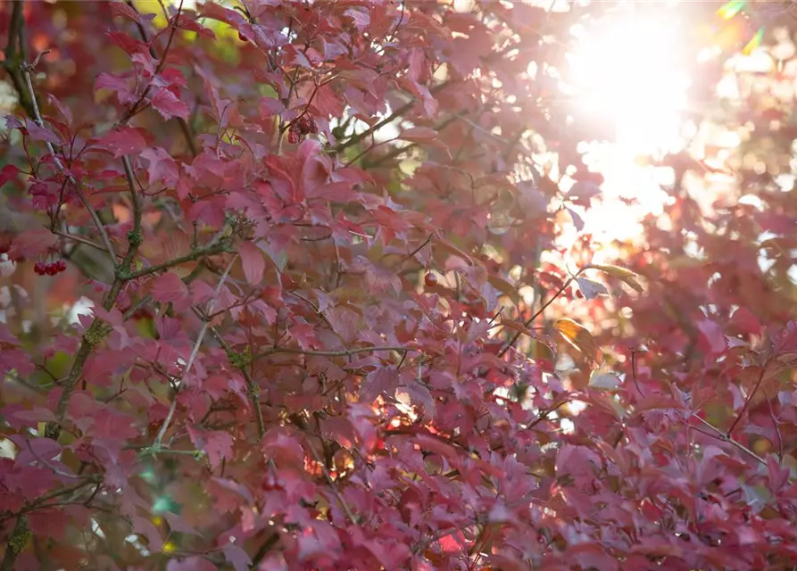 Viburnum opulus