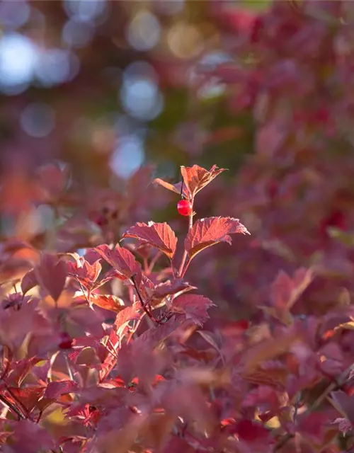 Viburnum opulus