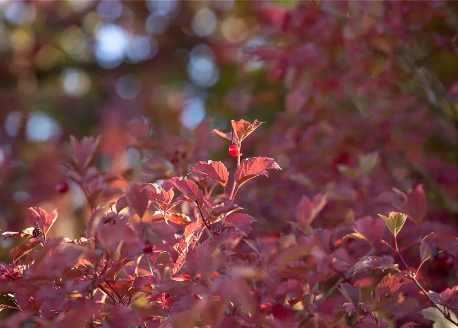 Viburnum opulus