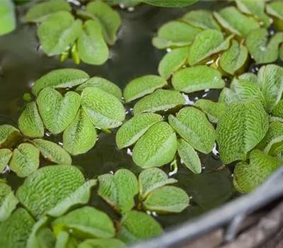 Salvinia natans