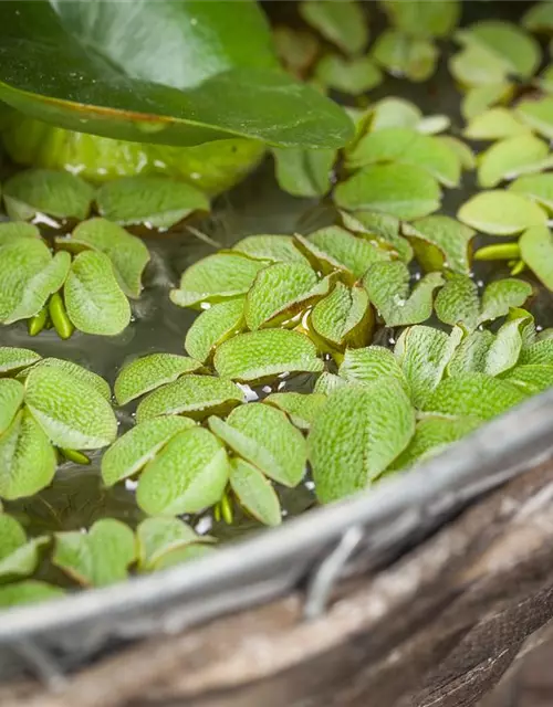 Salvinia natans