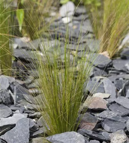 Stipa tenuissima