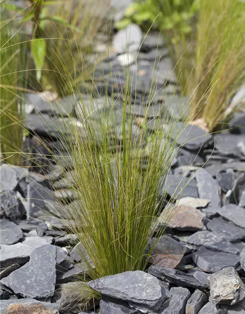 Stipa tenuissima