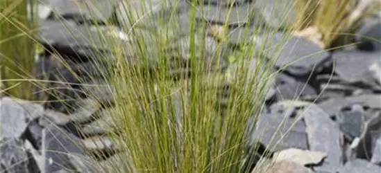 Stipa tenuissima