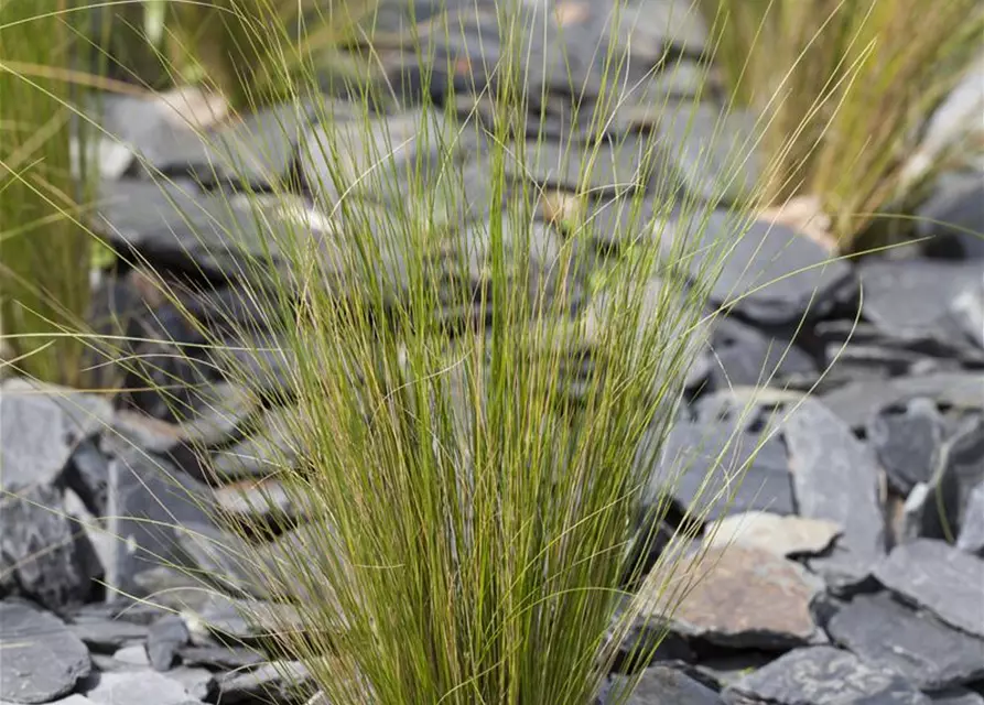 Stipa tenuissima