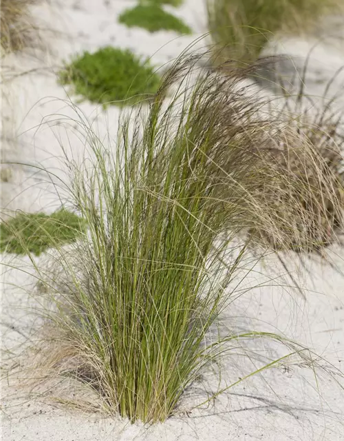 Stipa tenuissima